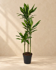 Dracaena Cintho (Dracaena fragrans 'Cintho') van 160 cm hoog in kweekpot van 24 cm