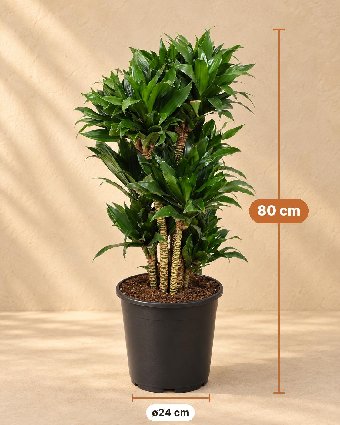 Drakenboom (Dracaena fragrans 'Compacta'), 80 cm hoog, pot ø24 cm