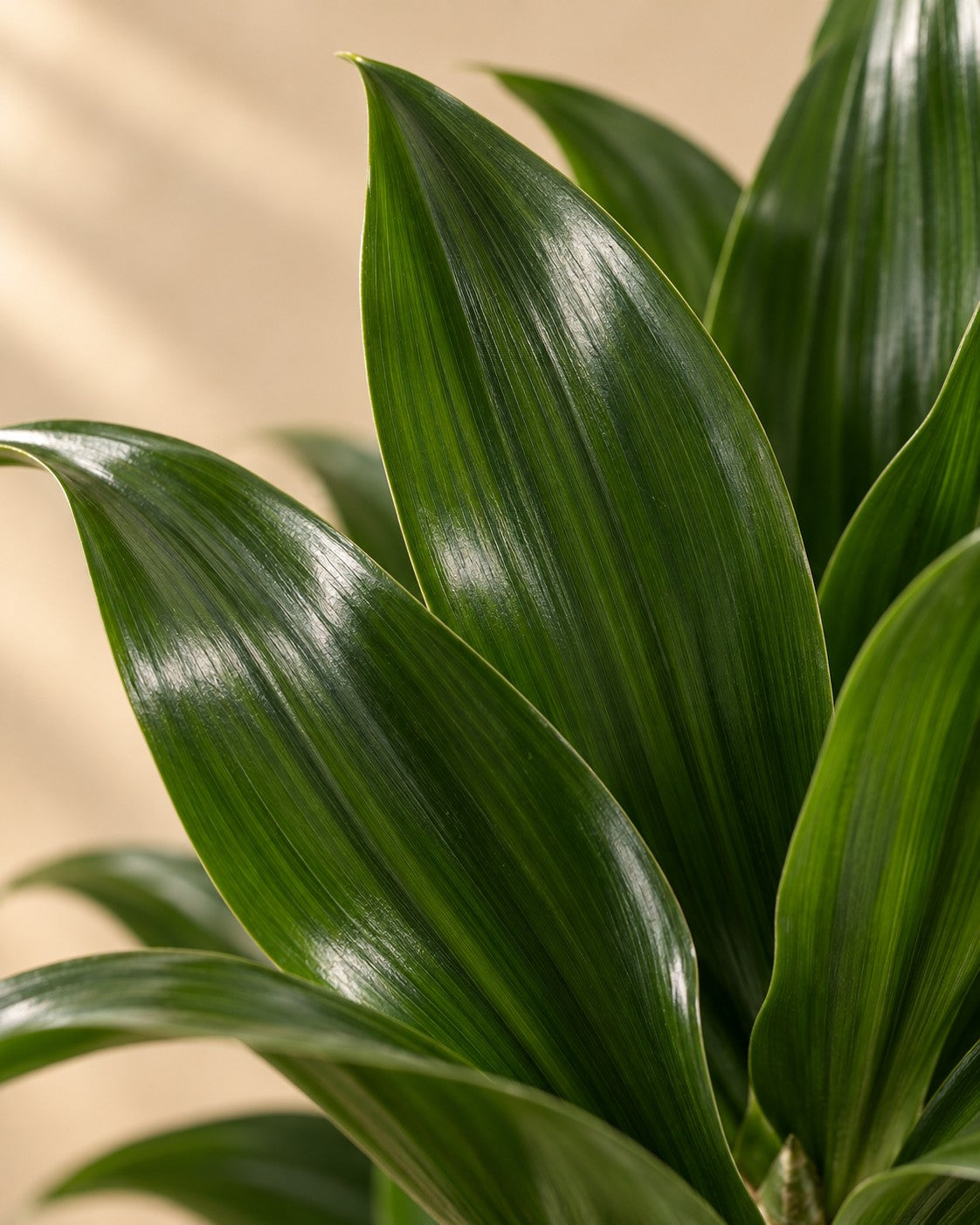 Gros plan sur les feuilles de Dracaena Compacta Carrousel (Dracaena fragrans 'Compacta')