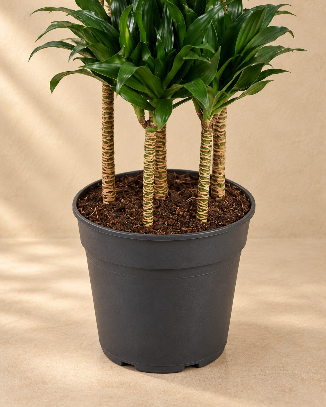 Partie basse de Dracaena Compacta Carrousel (Dracaena fragrans 'Compacta') avec son pot de culture