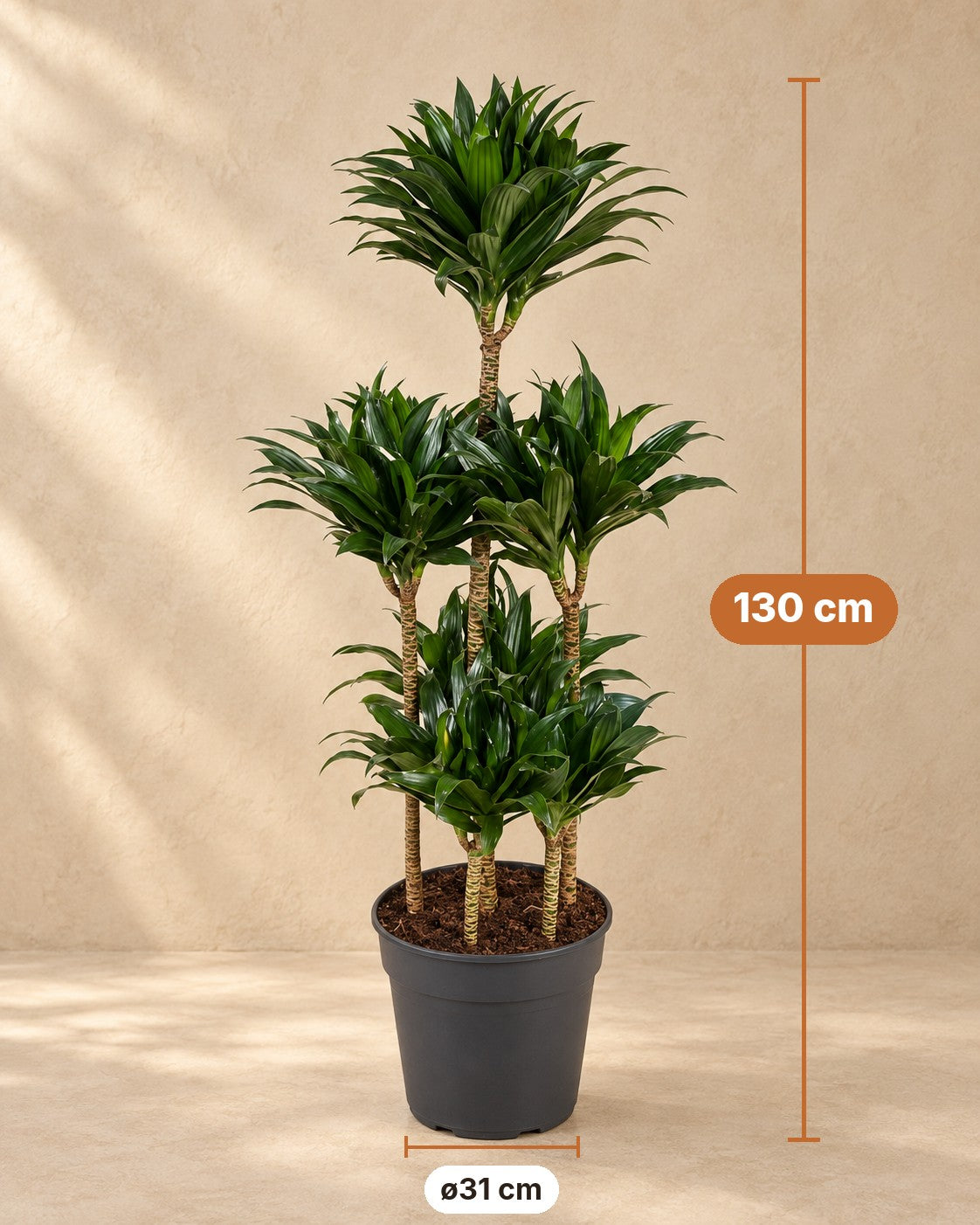 Dimensions Dracaena Compacta Carrousel : 130 cm de haut, pot ø31 cm