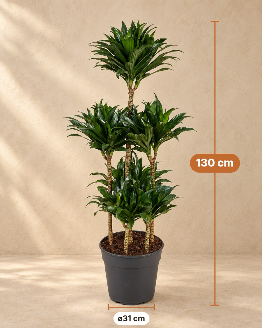 Dracaena Compacta Carrousel (arbre à sang de dragon) 130 cm de haut, pot ø31 cm