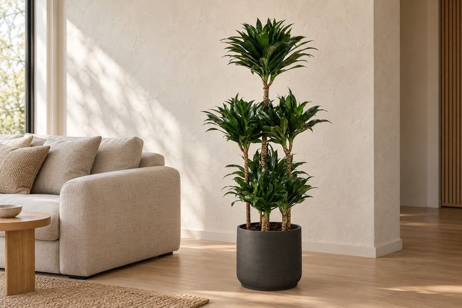 Dracaena Compacta Carrousel (arbre à sang de dragon) 130 cm de haut, pot ø31 cm