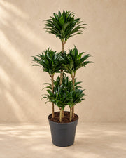 Dracaena Compacta Carrousel (Dracaena fragrans 'Compacta'), 130 cm de haut en pot de culture de 31 cm