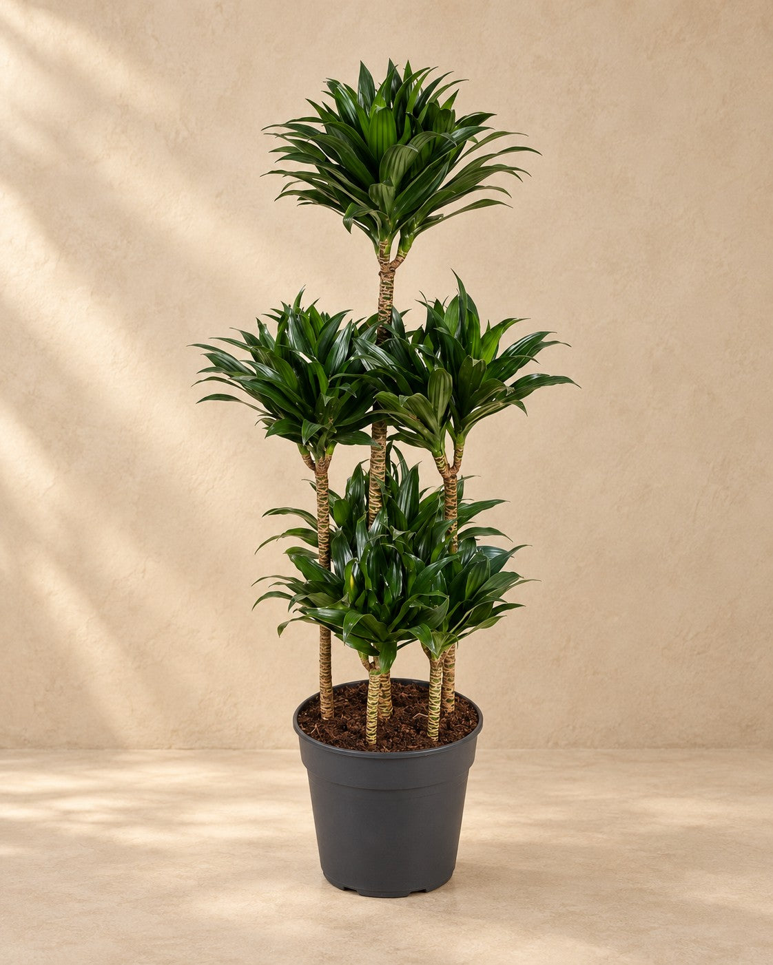 Dracaena Compacta Carrousel (Dracaena fragrans 'Compacta'), 130 cm de haut en pot de culture de 31 cm