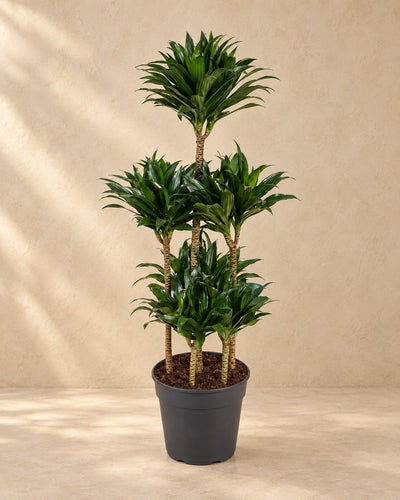 Dracaena Compacta Carrousel (Dracaena fragrans 'Compacta'), 130 cm de haut en pot de culture de 31 cm