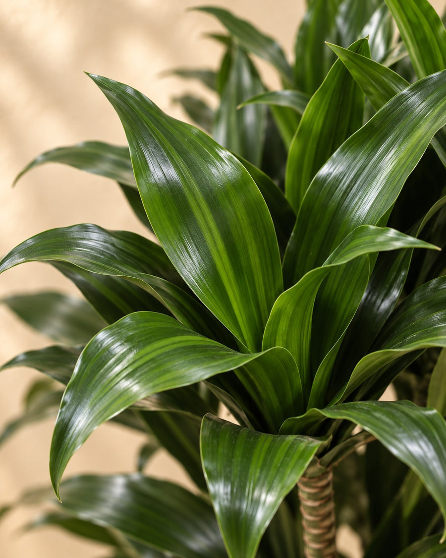 Dracaena Compacta (drzewo smoczej krwi) wysokość 140 cm, doniczka ø30 cm