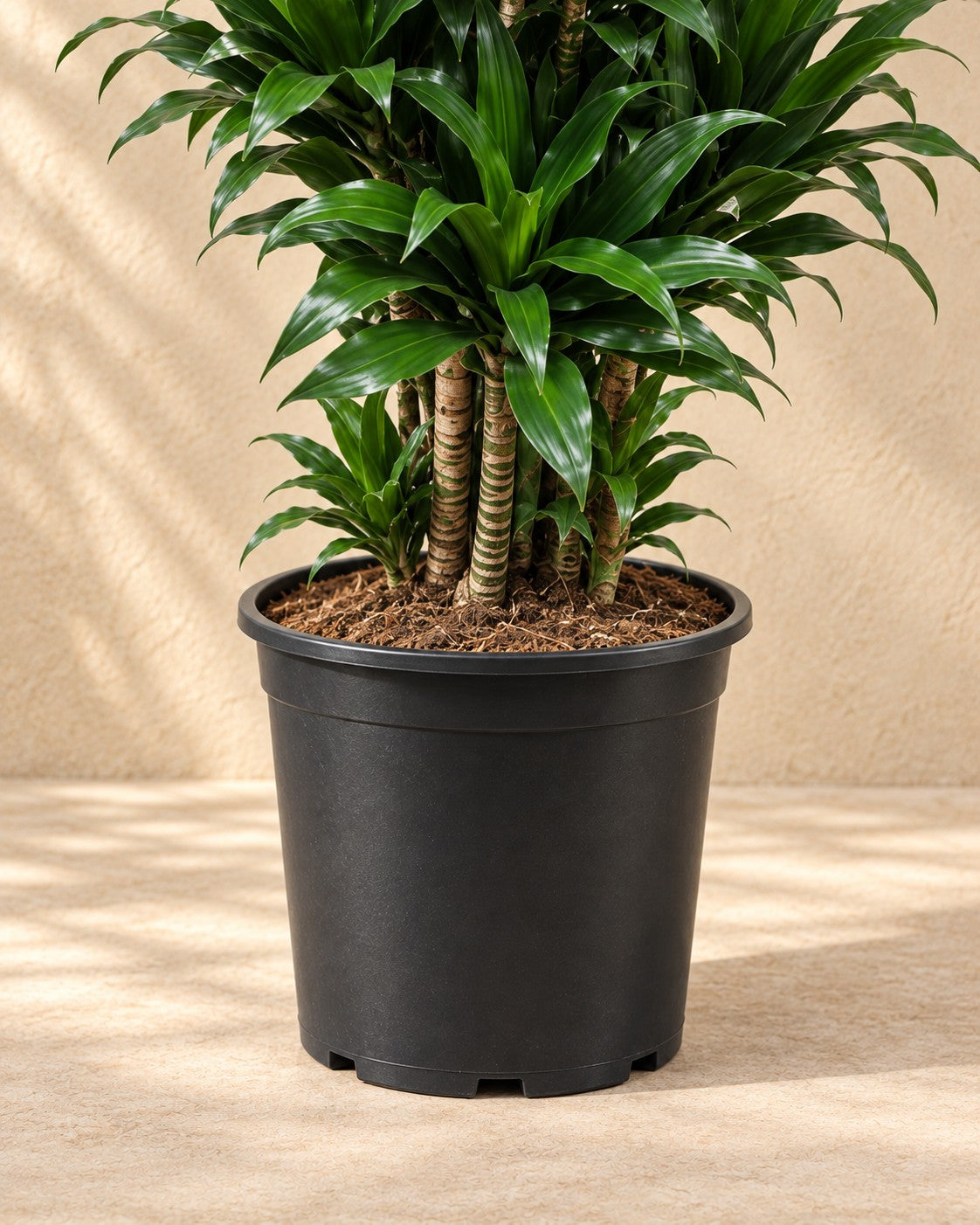 Dolna część Dracaena Compacta (Dracaena fragrans 'Compacta') z doniczką uprawową
