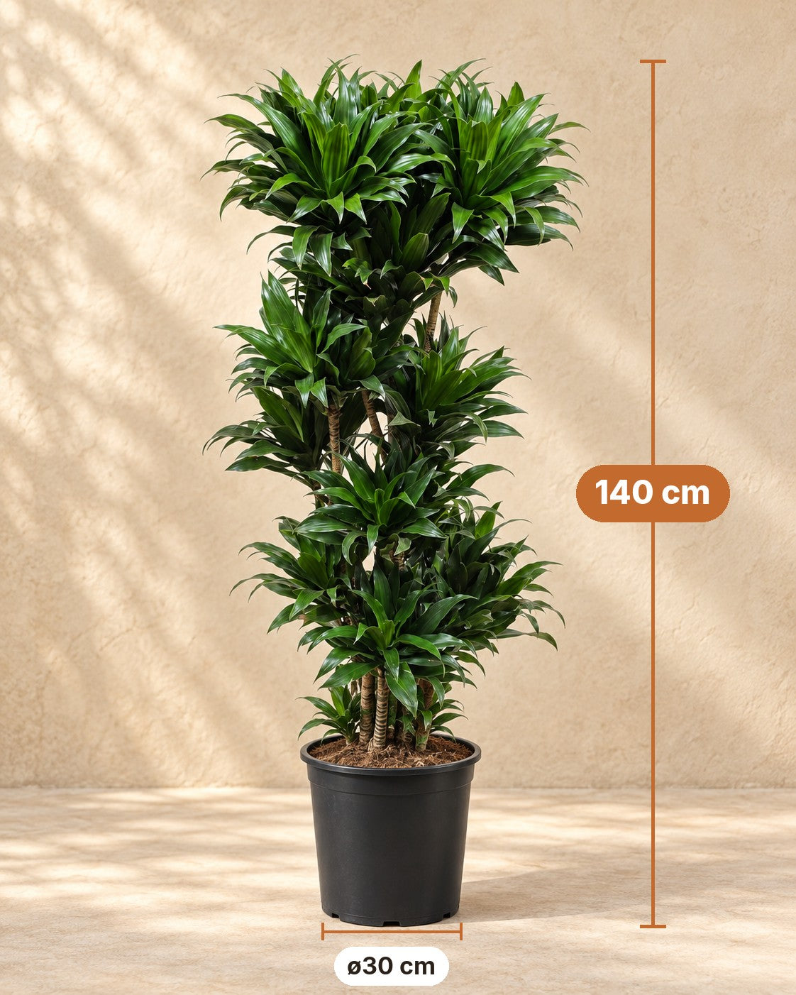 Wymiary Dracaena Compacta: wysokość 140 cm, doniczka ø30 cm