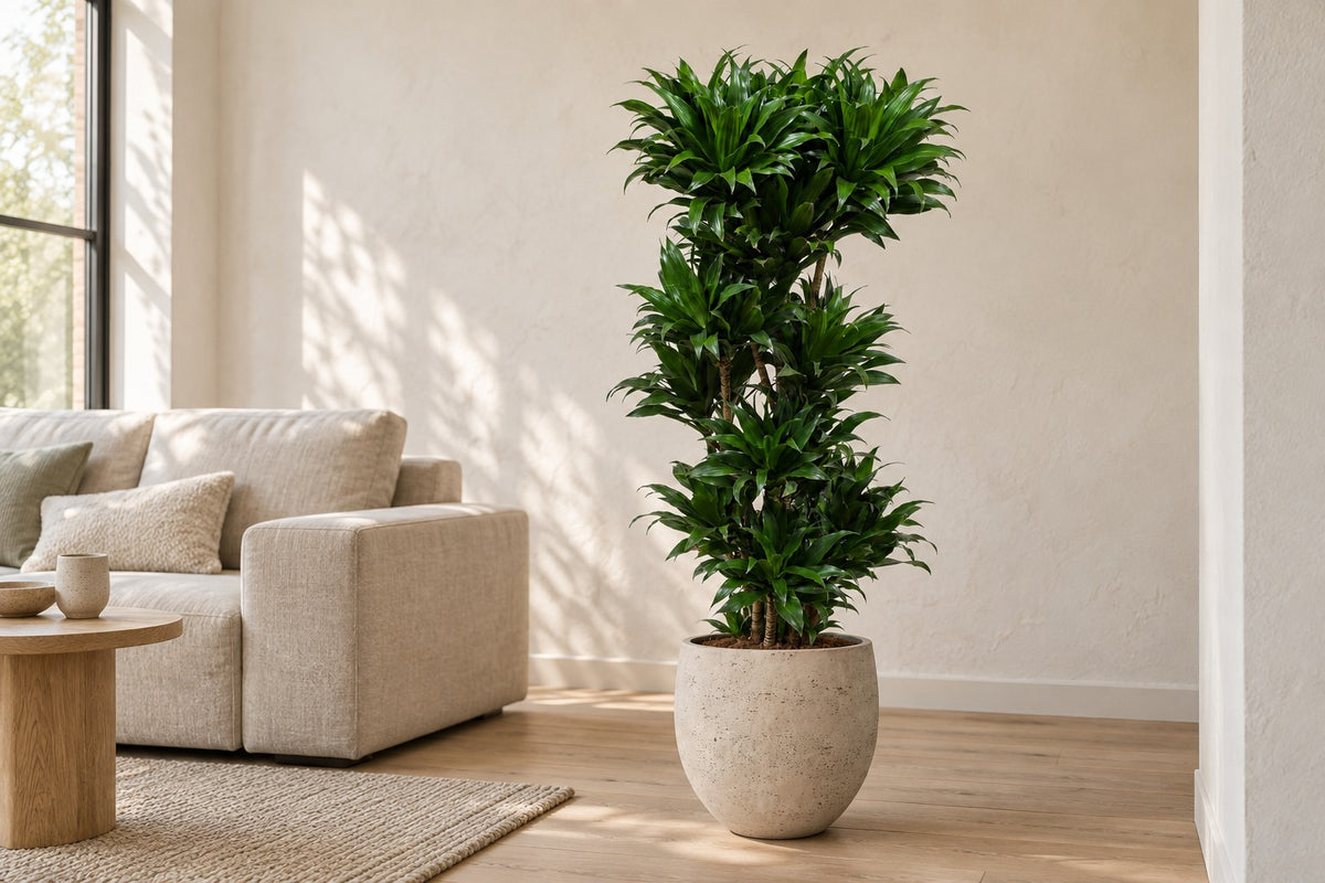 Dracaena Compacta, 140 cm, w osłonka Orb Grey Washed w jasnym salonie