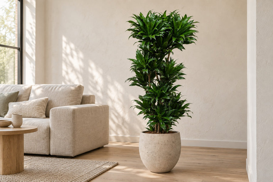 Dracaena Compacta (drzewo smoczej krwi) wysokość 140 cm, doniczka ø30 cm