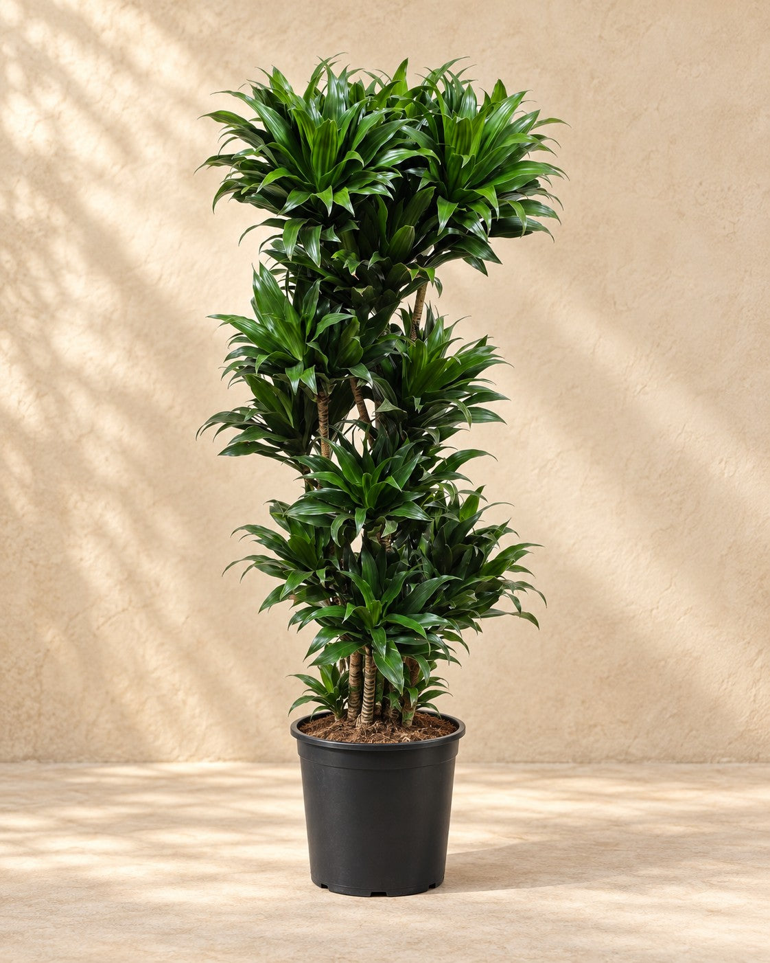 Dracaena Compacta (Dracaena fragrans 'Compacta'), wysokość 140 cm, w doniczce uprawowej 30 cm