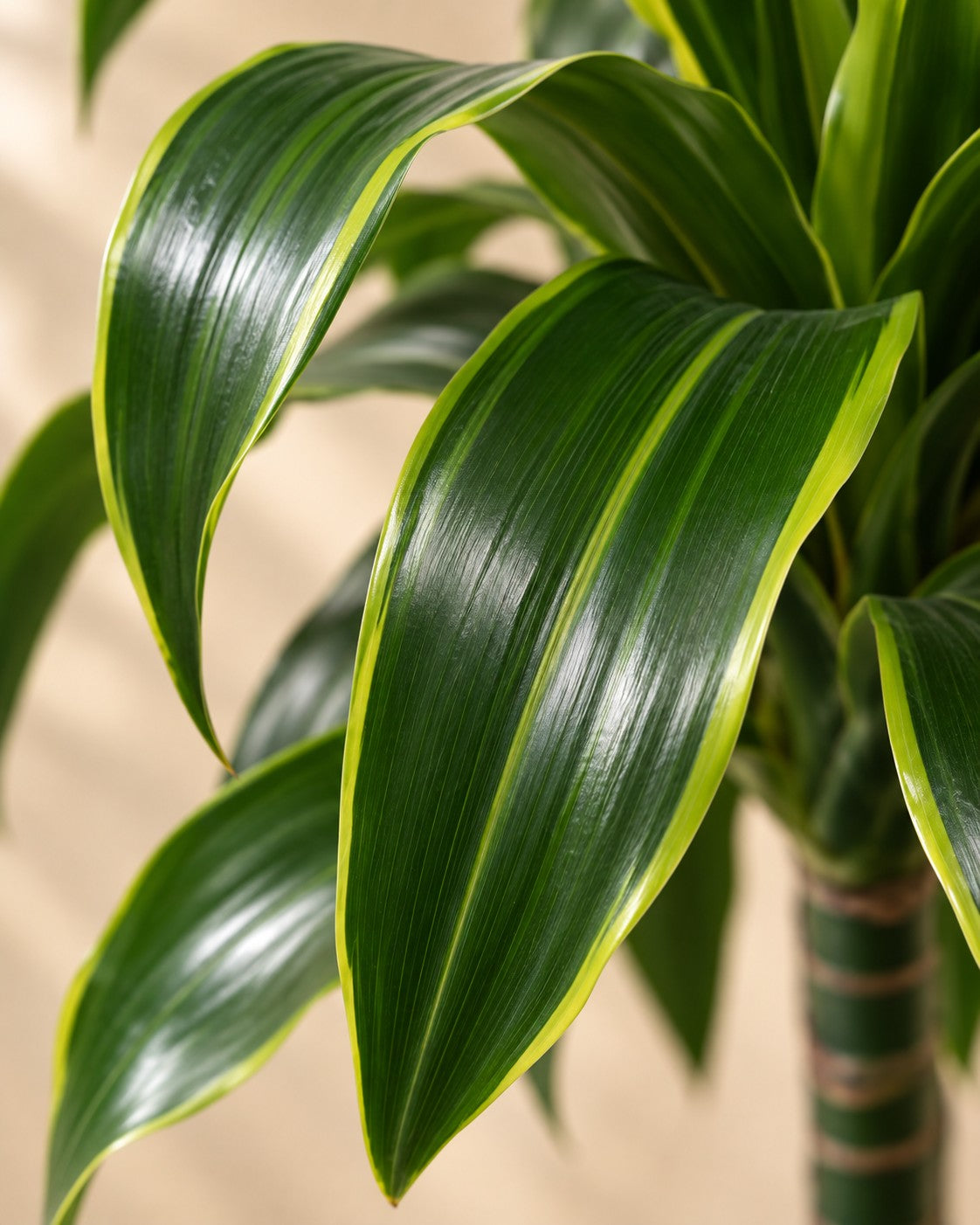 Close-up van het blad van de Dracaena Dorado (Dracaena fragrans 'Dorado')