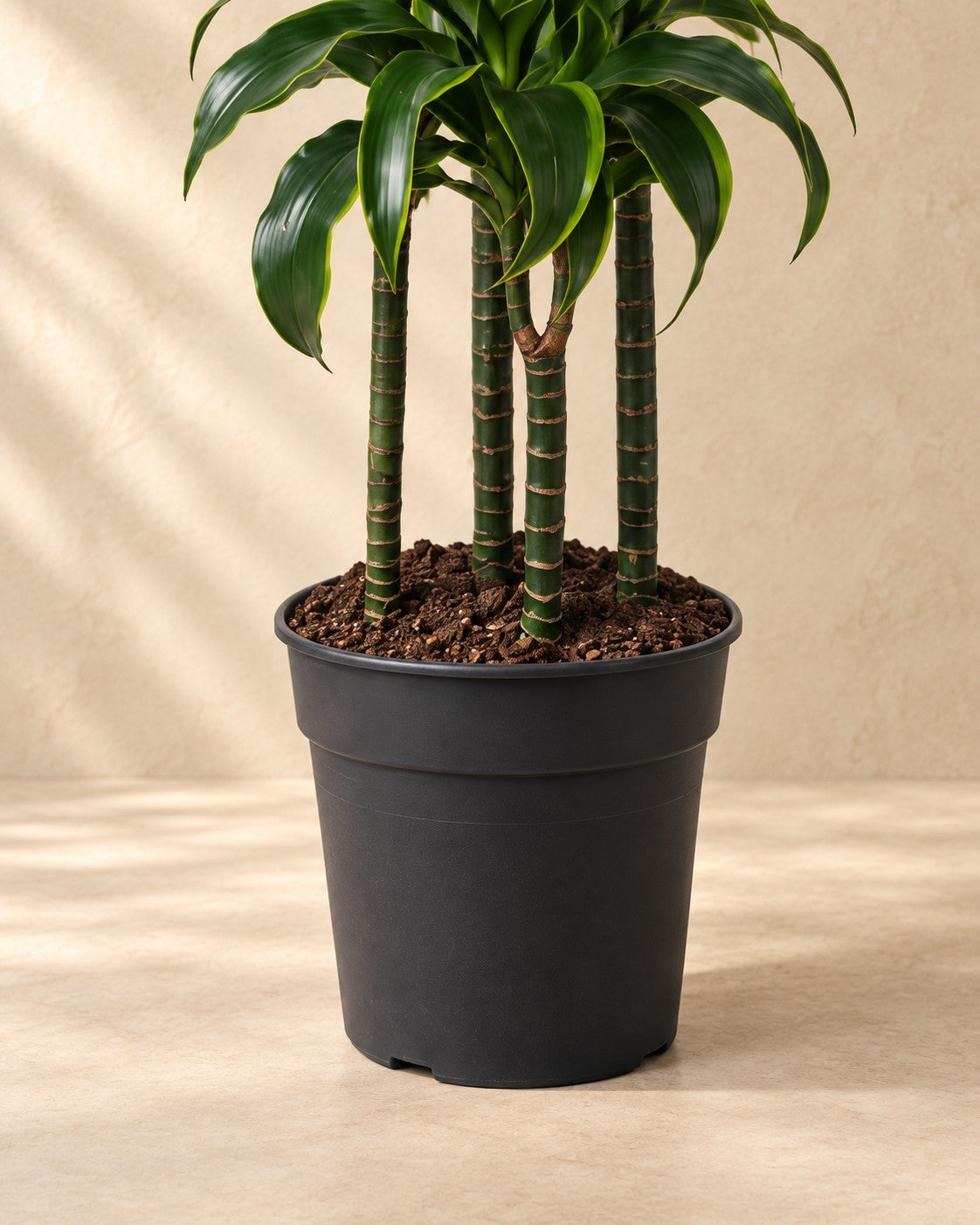 Onderste deel van de Dracaena Dorado (Dracaena fragrans 'Dorado') met de kweekpot