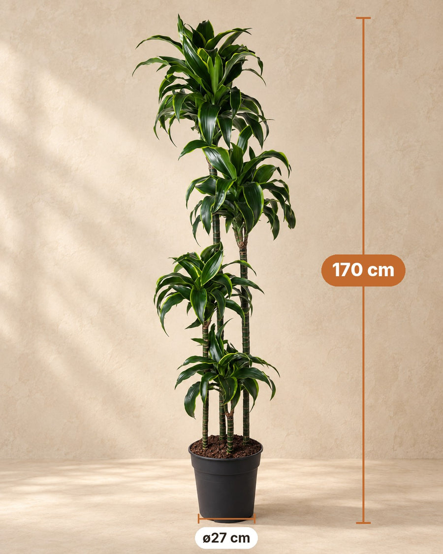 Dracaena Dorado 170cm - ø27