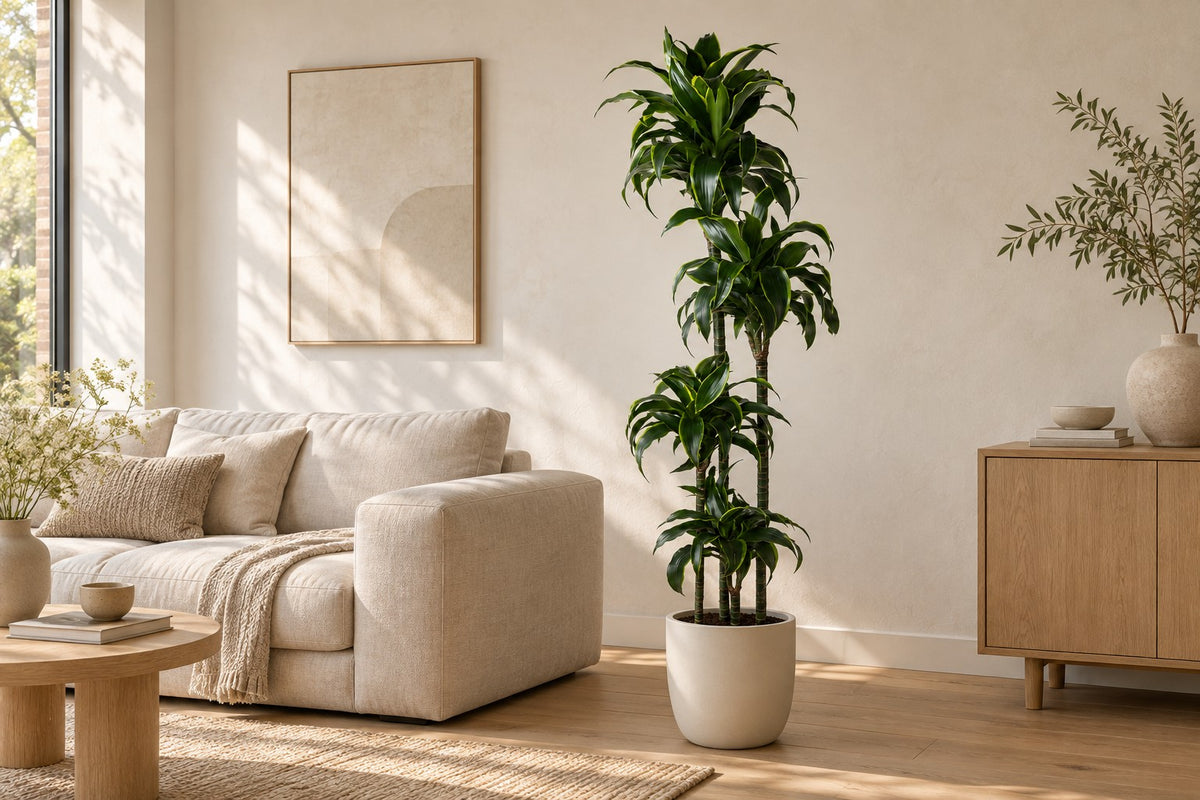 Dracaena Dorado van 170 cm in een witte keramische pot in een lichte woonkamer