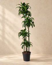 Dracaena Dorado (Dracaena fragrans 'Dorado') van 170 cm hoog in kweekpot van 27 cm
