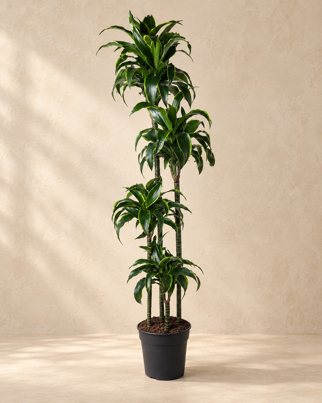 Dracaena Dorado (Dracaena fragrans 'Dorado') van 170 cm hoog in kweekpot van 27 cm
