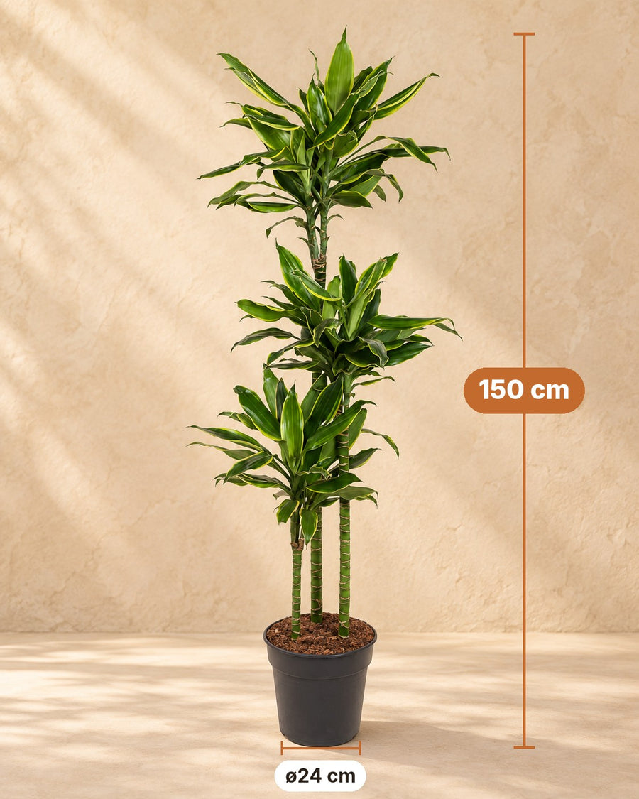 Dracaena Golden Coast 150cm - ø24
