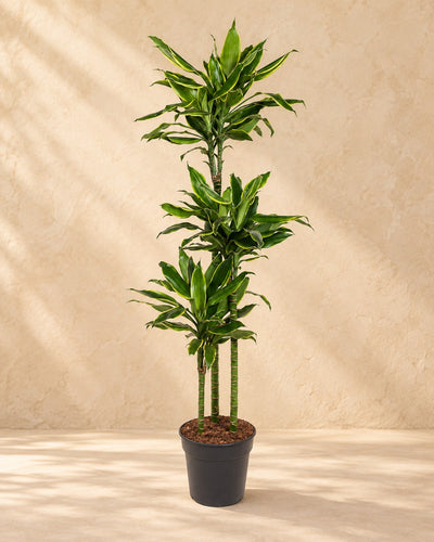 Dracaena Golden Coast (Dracaena fragrans 'Golden Coast'), 150 cm de haut en pot de culture de 24 cm