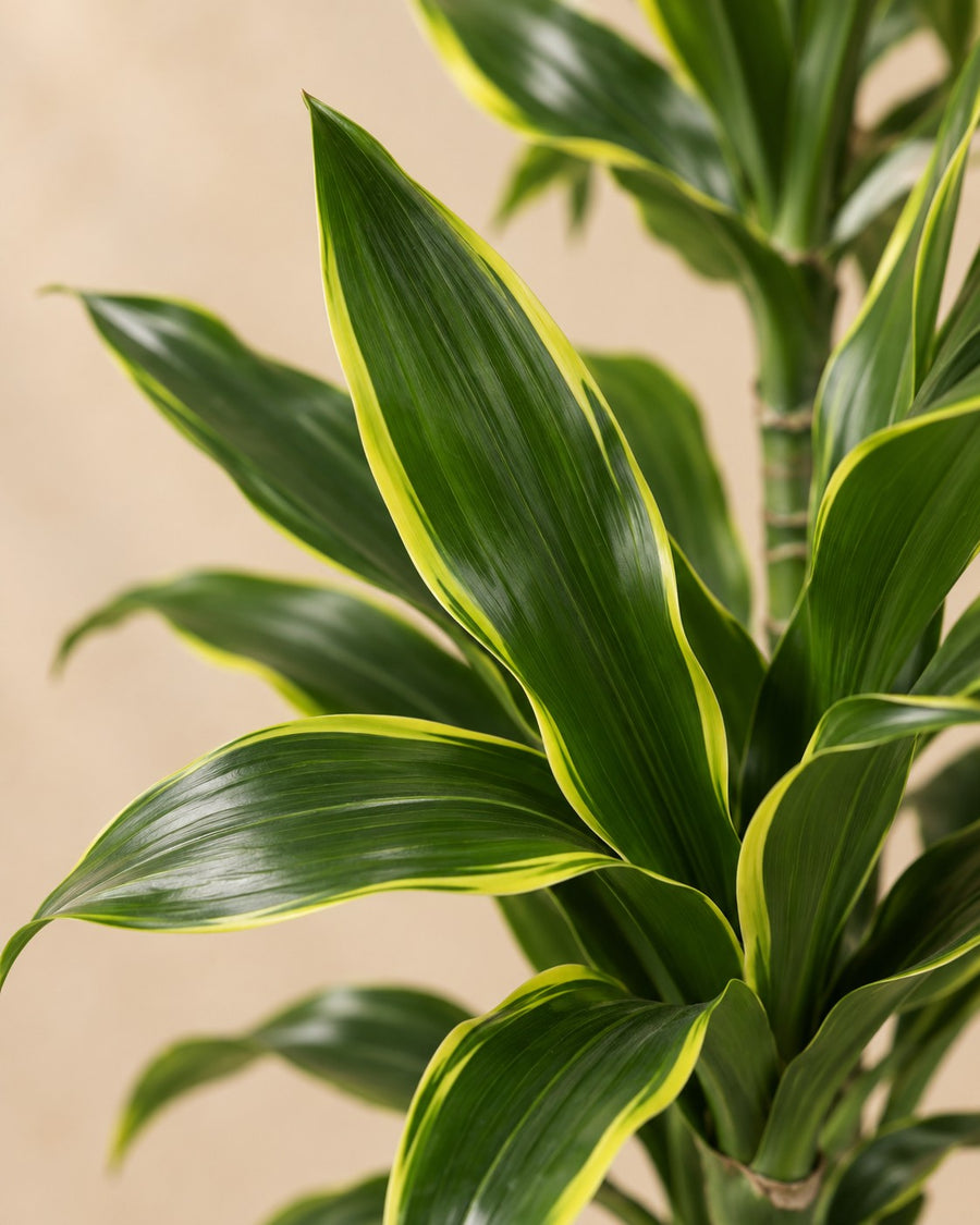 Dracaena Golden Coast (drakenbloedboom) 170 cm hoog, pot ø27 cm