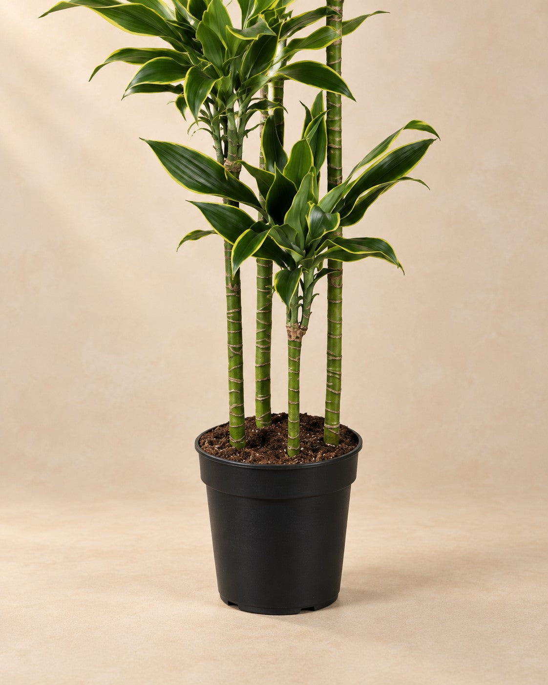Onderste deel van de Dracaena Golden Coast (Dracaena fragrans 'Golden Coast') met de kweekpot