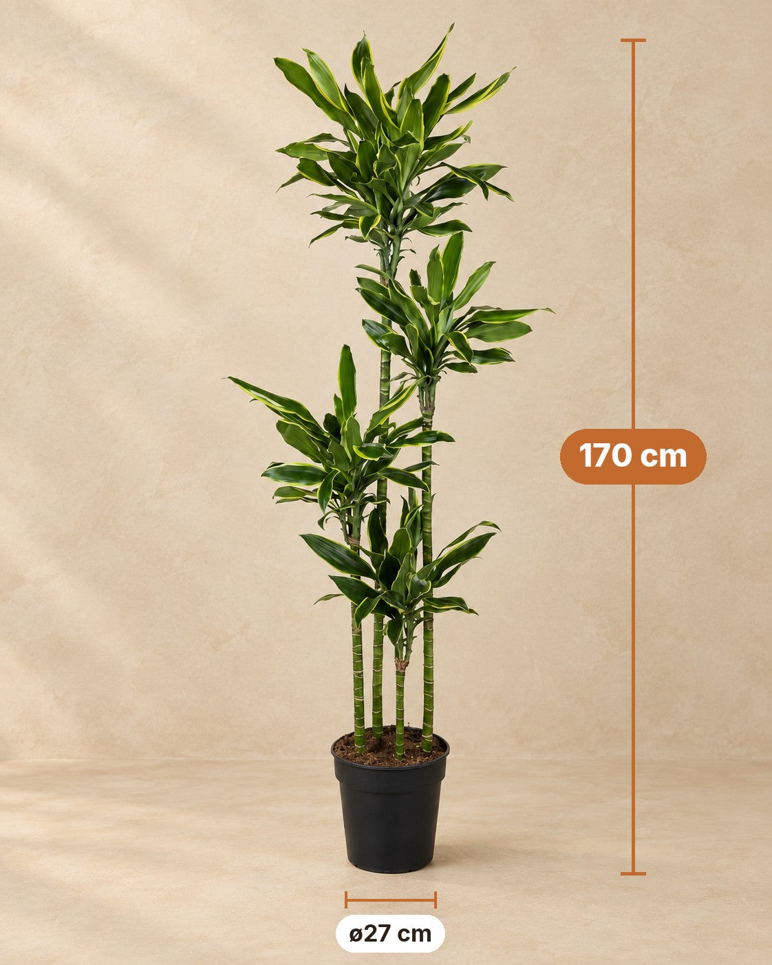 Afmetingen Dracaena Golden Coast: 170 cm hoog, pot ø27 cm