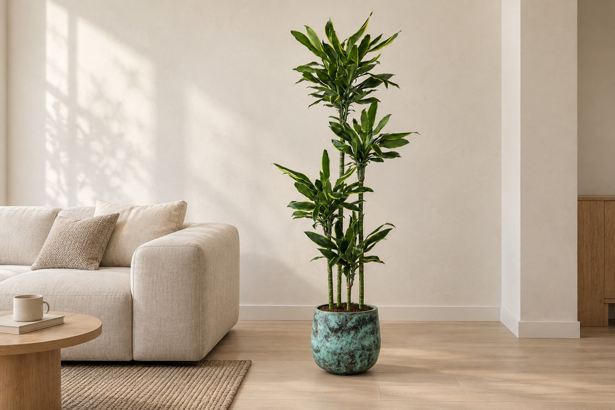 Dracaena Golden Coast van 170 cm in sierpot Elisa Mystic Green in een lichte woonkamer