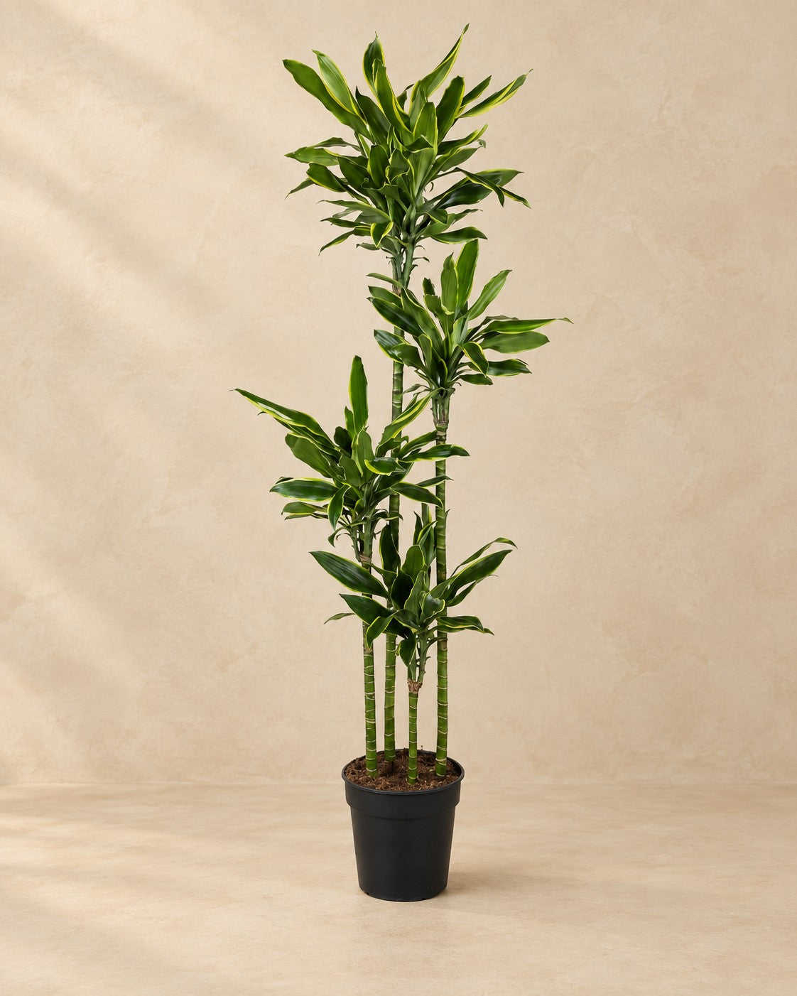 Dracaena Golden Coast (Dracaena fragrans 'Golden Coast'), 170 cm høj i en 27 cm dyrkningspotte