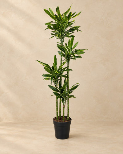 Dracaena Golden Coast (Dracaena fragrans 'Golden Coast') van 170 cm hoog in kweekpot van 27 cm