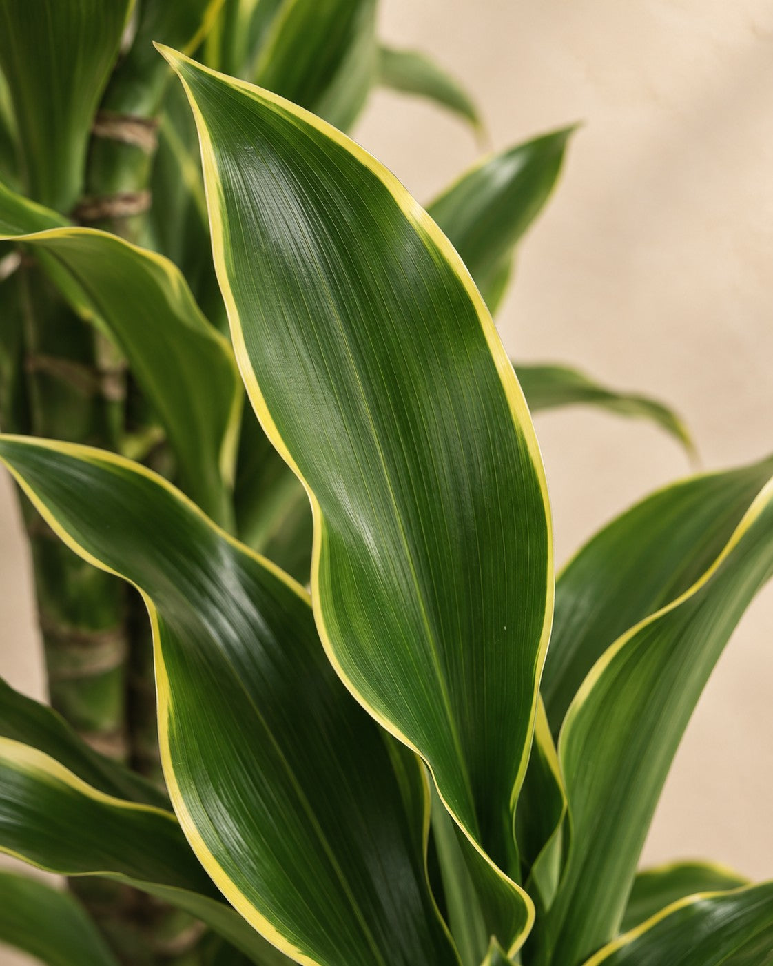 Close-up van het blad van de Dracaena Golden Coast (Dracaena fragrans 'Golden Coast')