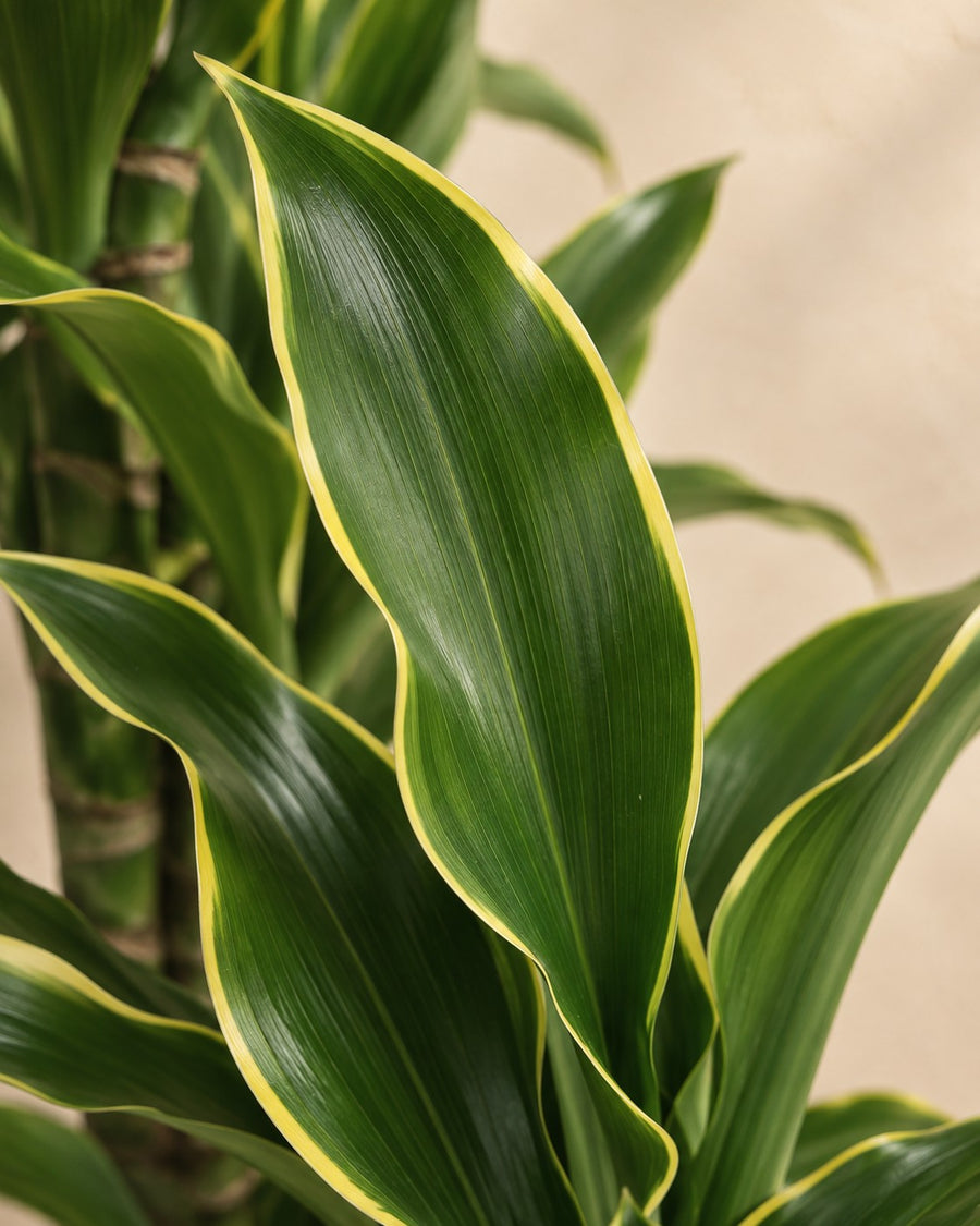 Dracaena Golden Coast (dragetræ) 200 cm høj, potte ø34 cm
