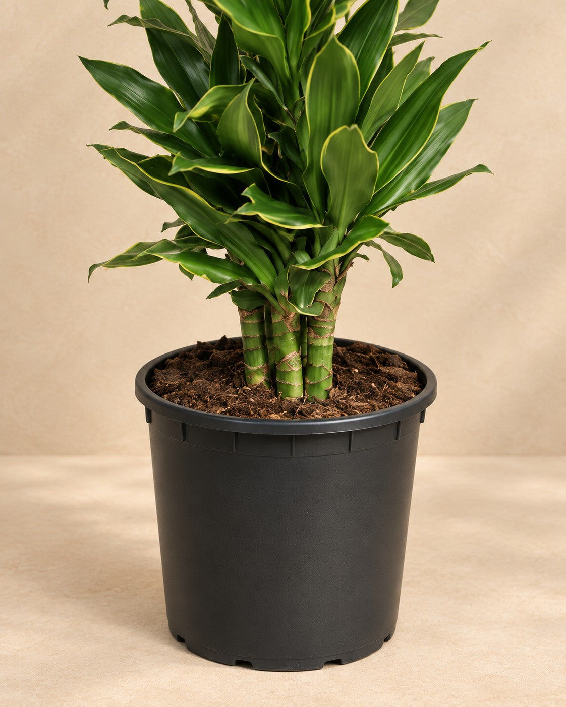 Nederste del af Dracaena Golden Coast (Dracaena fragrans 'Golden Coast') med dyrkningspotten