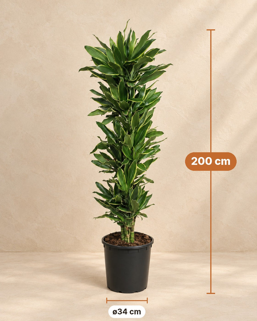 Dracaena Golden Coast (dragetræ) 200 cm høj, potte ø34 cm