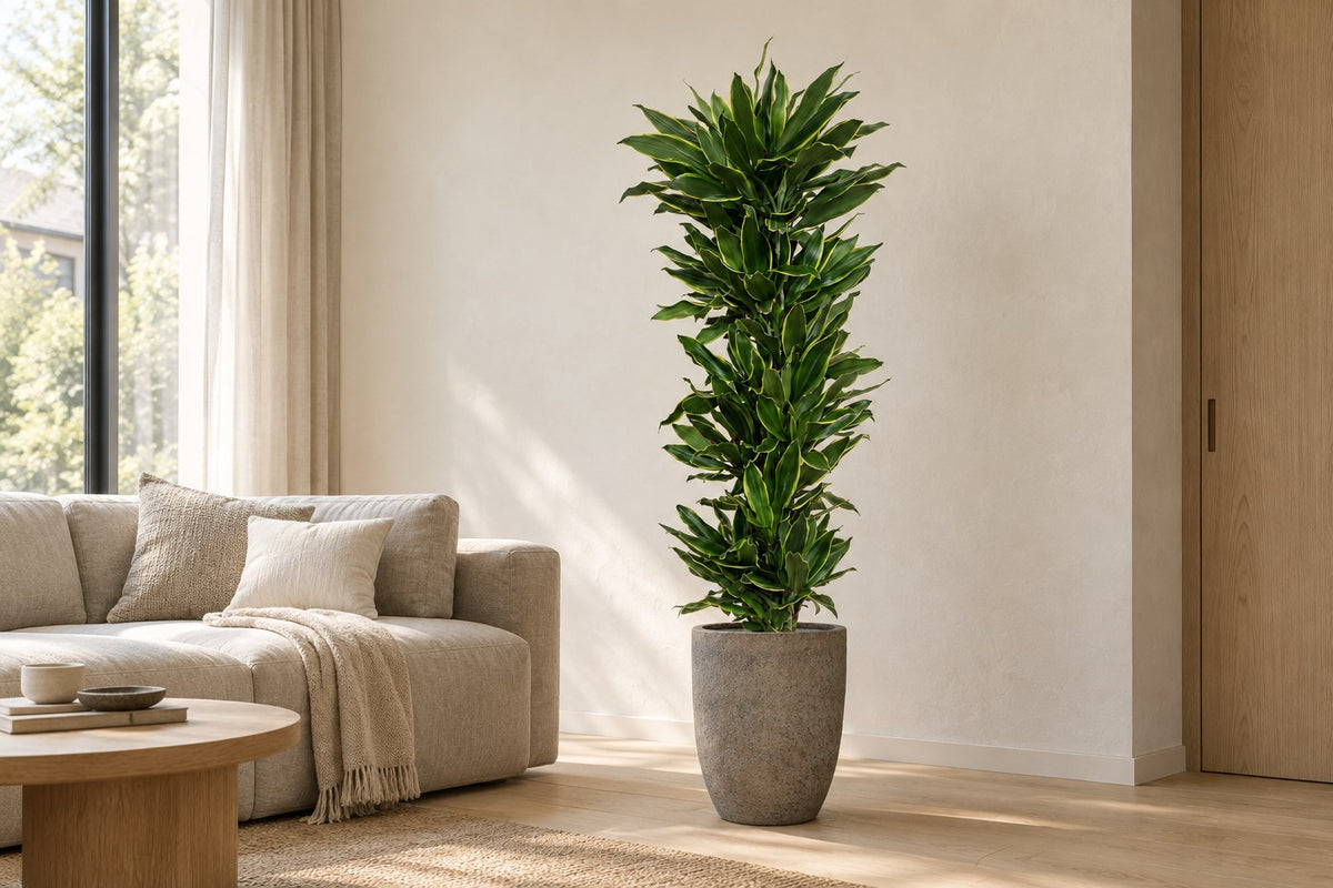 Dracaena Golden Coast, 200 cm, i potteskjuler Mountain Hayes i en lys stue