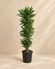 Dracaena Golden Coast (Dracaena fragrans 'Golden Coast'), 200 cm høj i en 34 cm dyrkningspotte