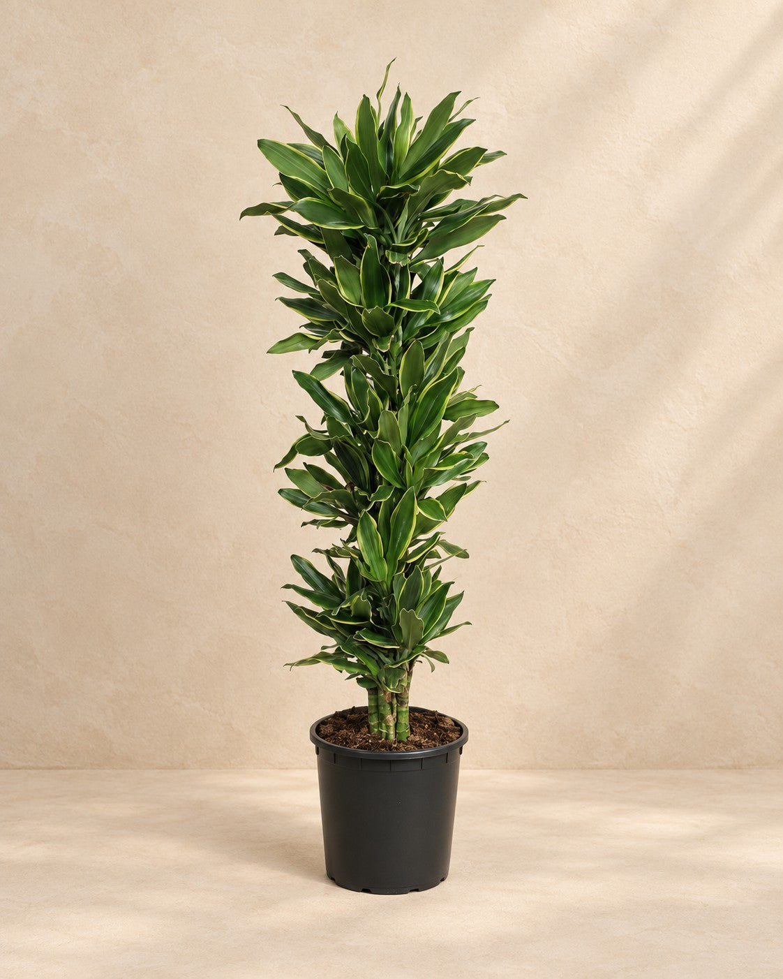 Dracaena Golden Coast (Dracaena fragrans 'Golden Coast'), 200 cm høj i en 34 cm dyrkningspotte