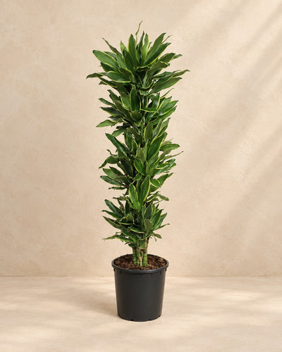 Dracaena Golden Coast (Dracaena fragrans 'Golden Coast'), 200 cm høj i en 34 cm dyrkningspotte