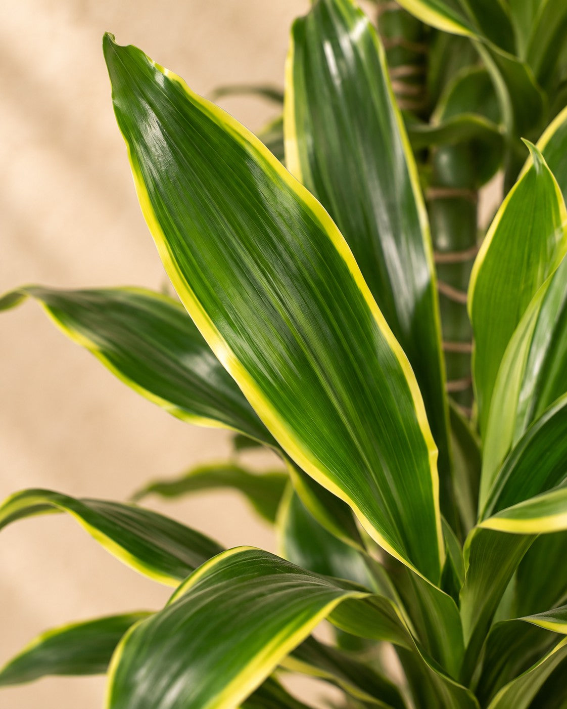 Close-up van het blad van de Dracaena Golden Coast (Dracaena fragrans 'Golden Coast')
