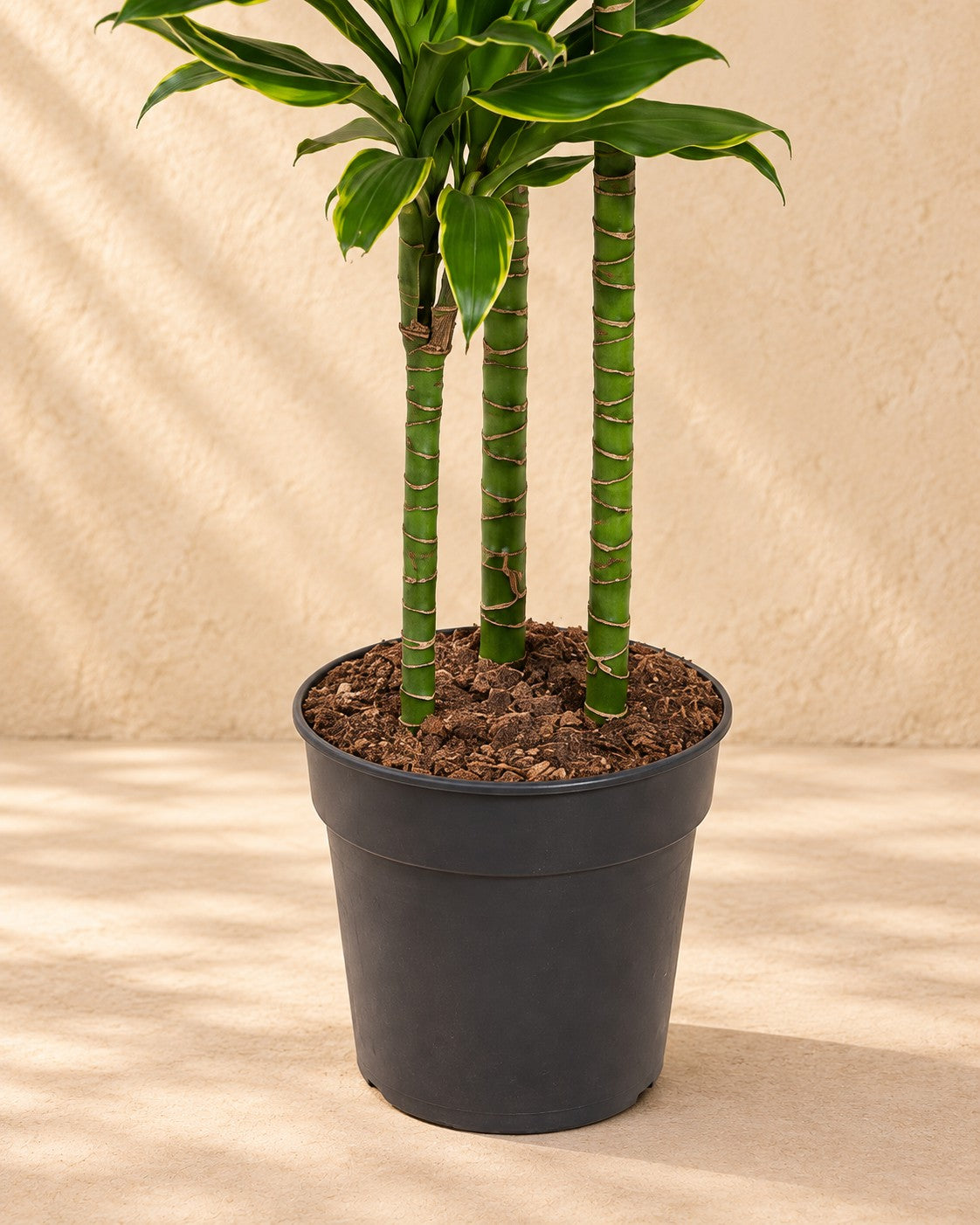 Partie basse de Dracaena Golden Coast (Dracaena fragrans 'Golden Coast') avec son pot de culture