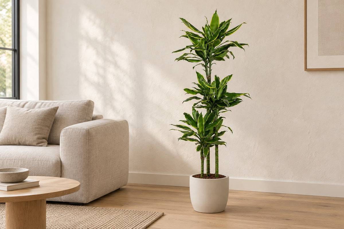Dracaena Golden Coast, 150 cm, dans a white ceramic planter dans un salon lumineux