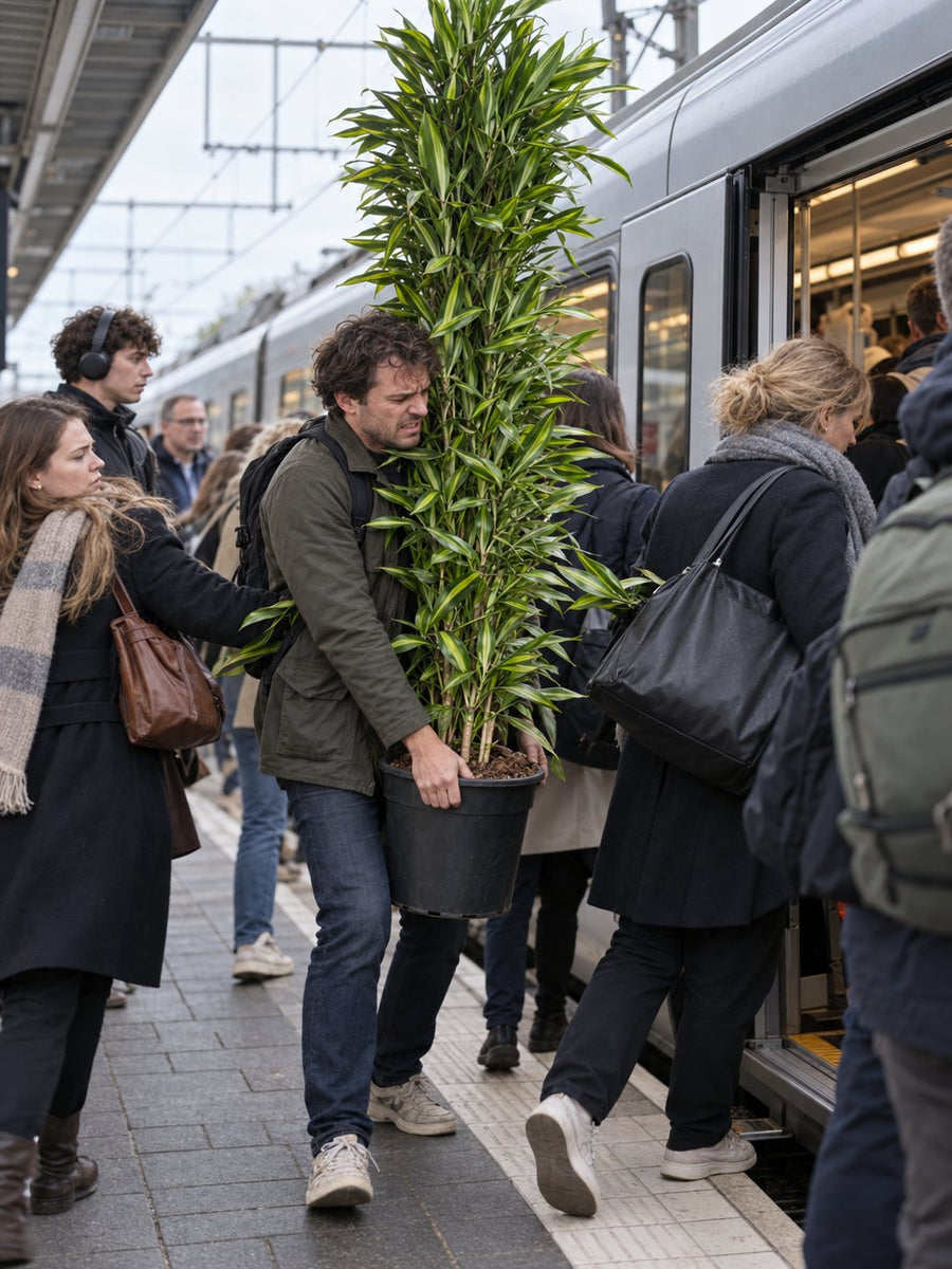 Een man met een hoge Dracaena probeert in de spits een trein in te komen