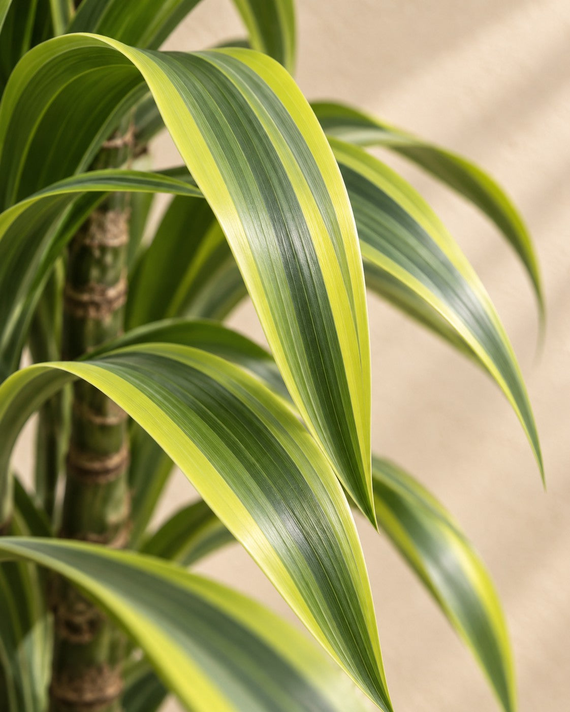 Close-up van het blad van de Dracaena Lemon Lime (Dracaena fragrans 'Lemon Lime')