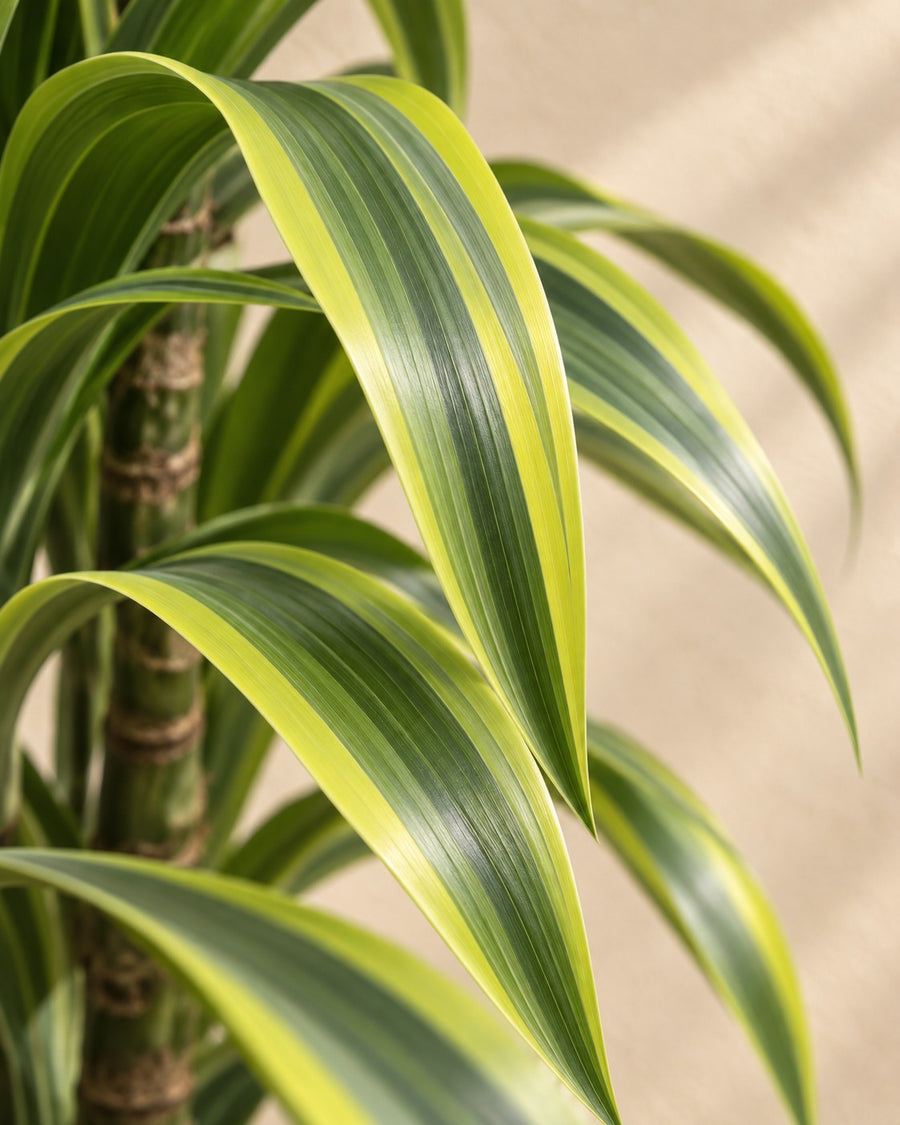 Dracaena Lemon Lime (drakenbloedboom) 150 cm hoog, pot ø30 cm
