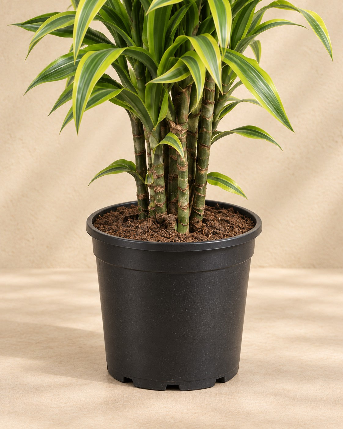 Onderste deel van de Dracaena Lemon Lime (Dracaena fragrans 'Lemon Lime') met de kweekpot