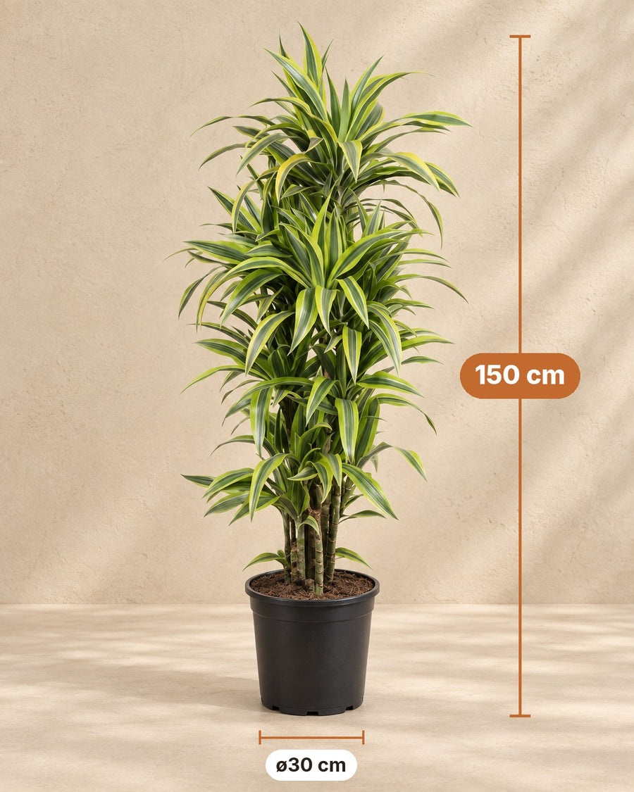 Dracaena Lemon Lime (drakenbloedboom) 150 cm hoog, pot ø30 cm