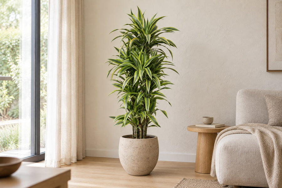 Dracaena Lemon Lime (drakenbloedboom) 150 cm hoog, pot ø30 cm