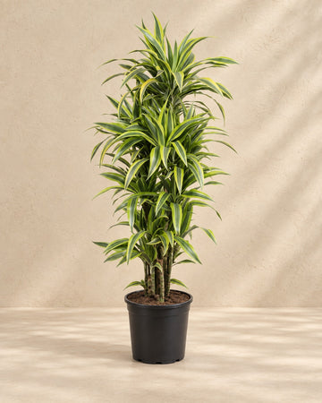 Dracaena Lemon Lime (drakenbloedboom) 150 cm hoog, pot ø30 cm