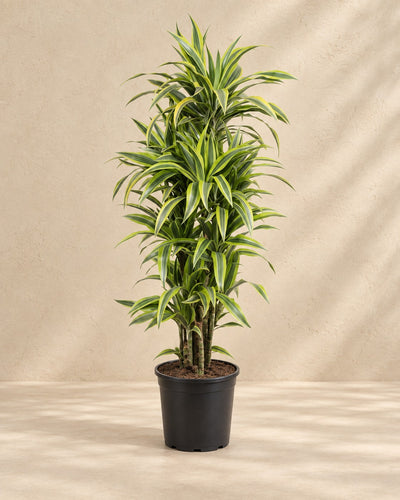 Dracaena Lemon Lime (Dracaena fragrans 'Lemon Lime') van 150 cm hoog in kweekpot van 30 cm