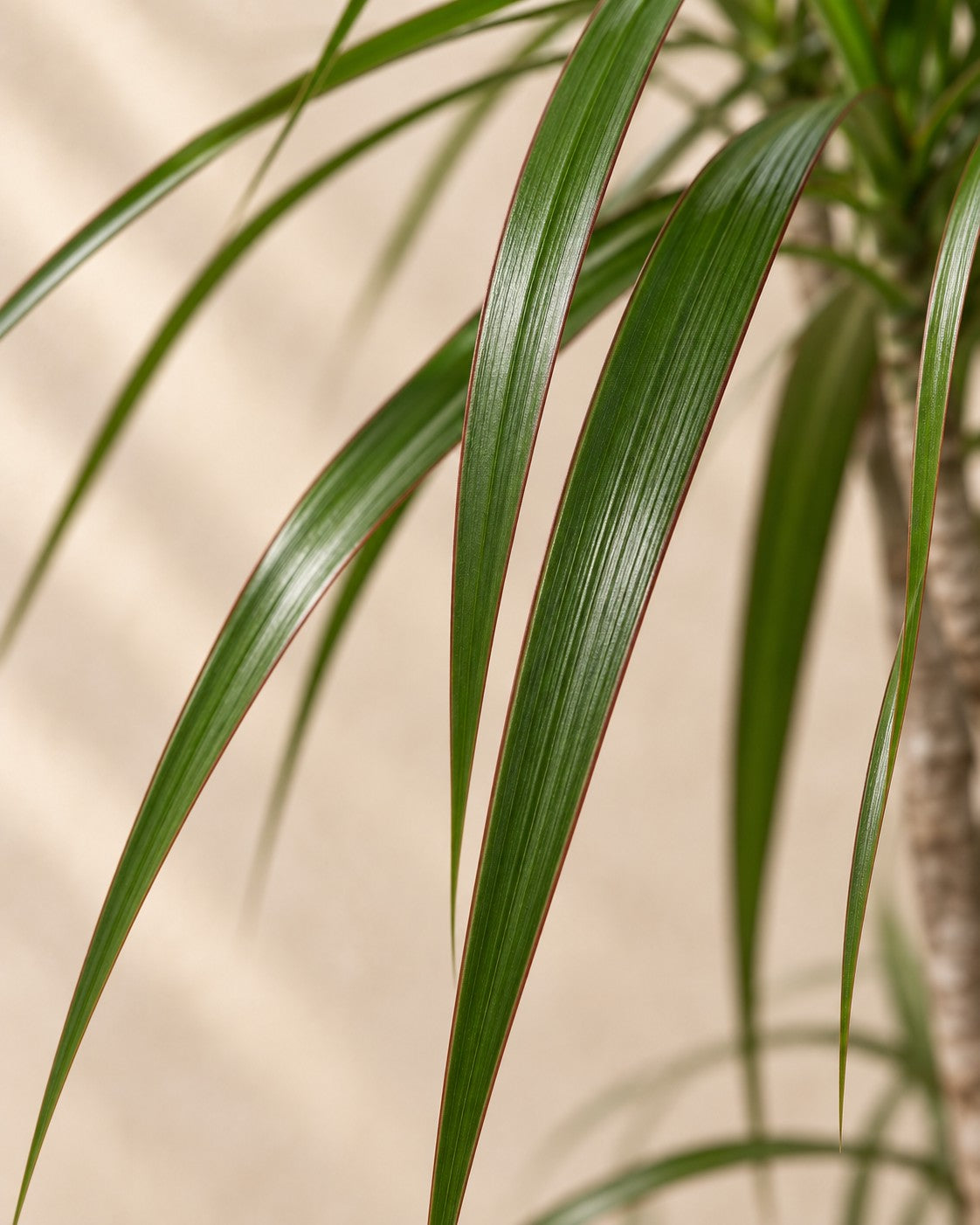 Gros plan sur les feuilles de Dracaena marginata